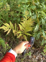 Onoclea sensibilis