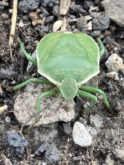Chlorochroa