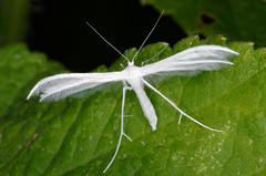Pterophorus
