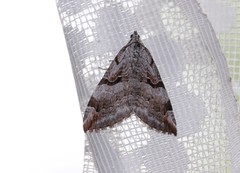 Aplocera praeformata