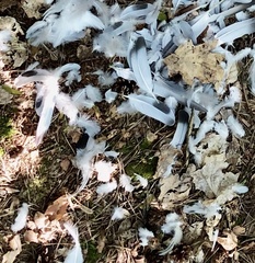 Columba livia domestica