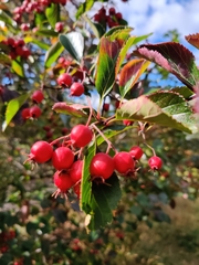 Crataegus