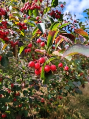 Crataegus