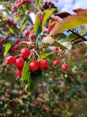 Crataegus