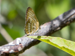 Mestra hersilia