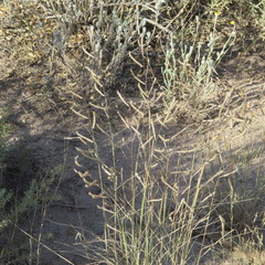 Bouteloua barbata rothrockii
