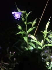 Triodanis perfoliata
