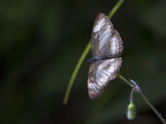 Mestra hersilia