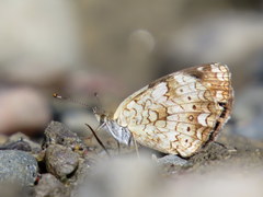 Phyciodes batesii