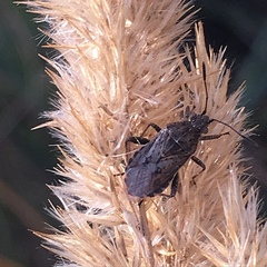 Stictopleurus punctatonervosus