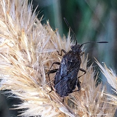 Stictopleurus punctatonervosus