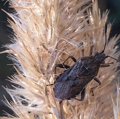 Stictopleurus punctatonervosus