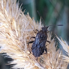 Stictopleurus punctatonervosus