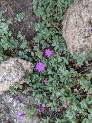 Epilobium obcordatum