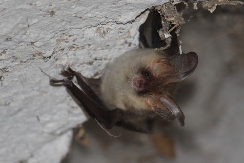 Brown Big-eared Bat