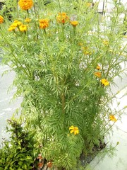 Tagetes