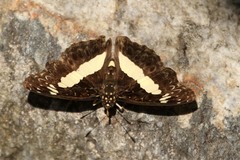 Euptera kinugnana kinugnana