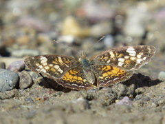 Phyciodes batesii