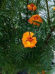 Tagetes