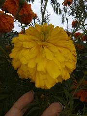 Tagetes