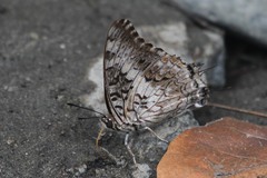 Charaxes achaemenes