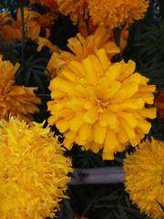 Tagetes