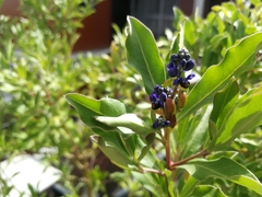 Monnina cestrifolia