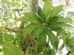 Monnina cestrifolia