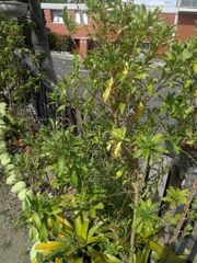 Monnina cestrifolia
