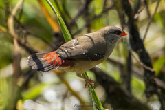 Amandava amandava
