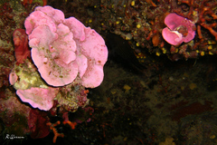 Lithophyllum stictaeforme