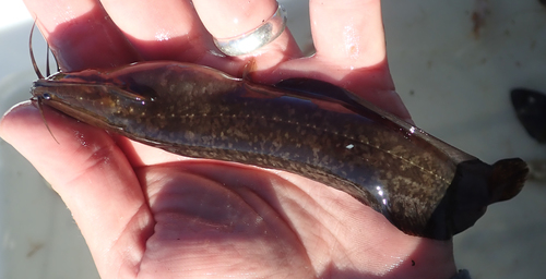 Snavelmeerval (Clarias theodorae) — Clariidae — 2