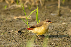 Amandava amandava