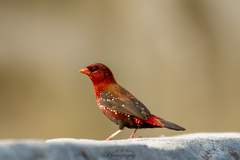 Amandava amandava