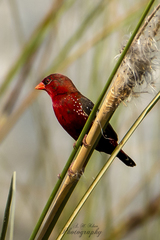 Amandava amandava