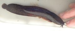 Clarias theodorae