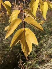 Acer negundo