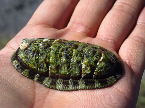 Chiton articulatus