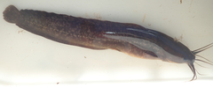 Clarias theodorae