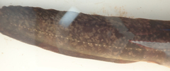 Clarias theodorae