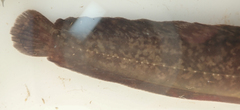 Clarias theodorae