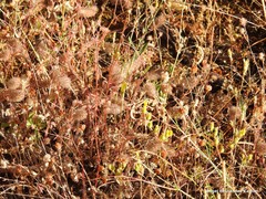 Lysimachia linum-stellatum