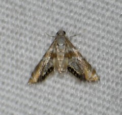 Petrophila heppneri