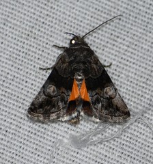 Copanarta aurea