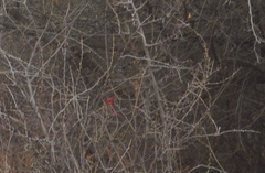 Pyrocephalus rubinus