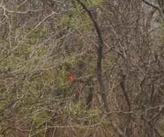 Pyrocephalus rubinus