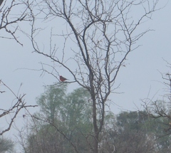 Pyrocephalus rubinus