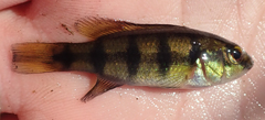 Hemichromis elongatus