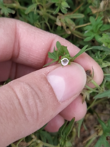 Geranium pusillum iNat (1)