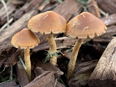 Hypholoma tuberosum